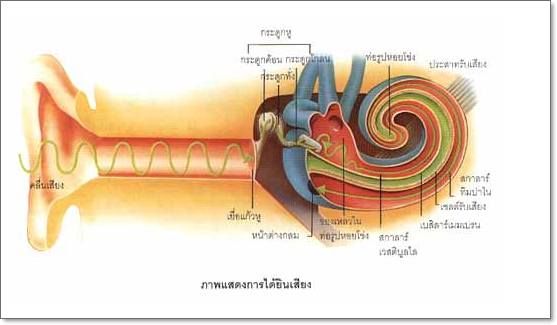 หู กับการได้ยินเสียง